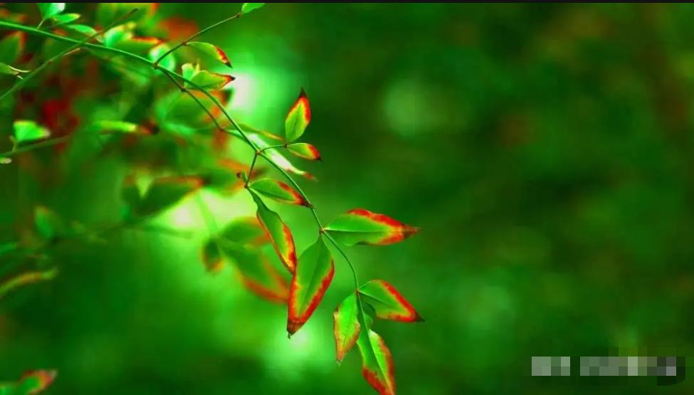 96岁北大教授夫人的“断食”人生：活得通透，走得潇洒96岁的北大教授夫人陈司