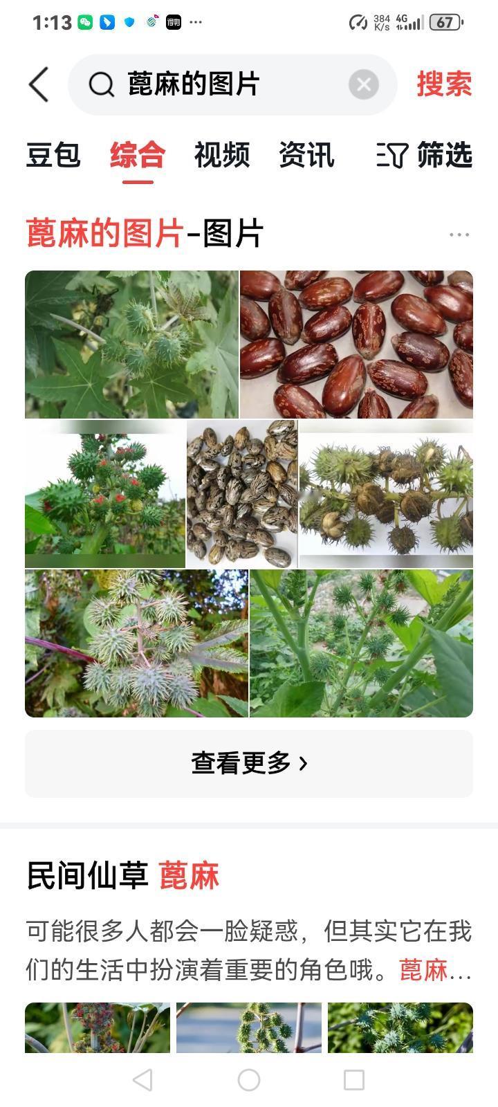 你知道以前种蓖麻有什么用吗蓖麻的含油率很高，但是榨出来的油人不能吃，人吃了拉肚子