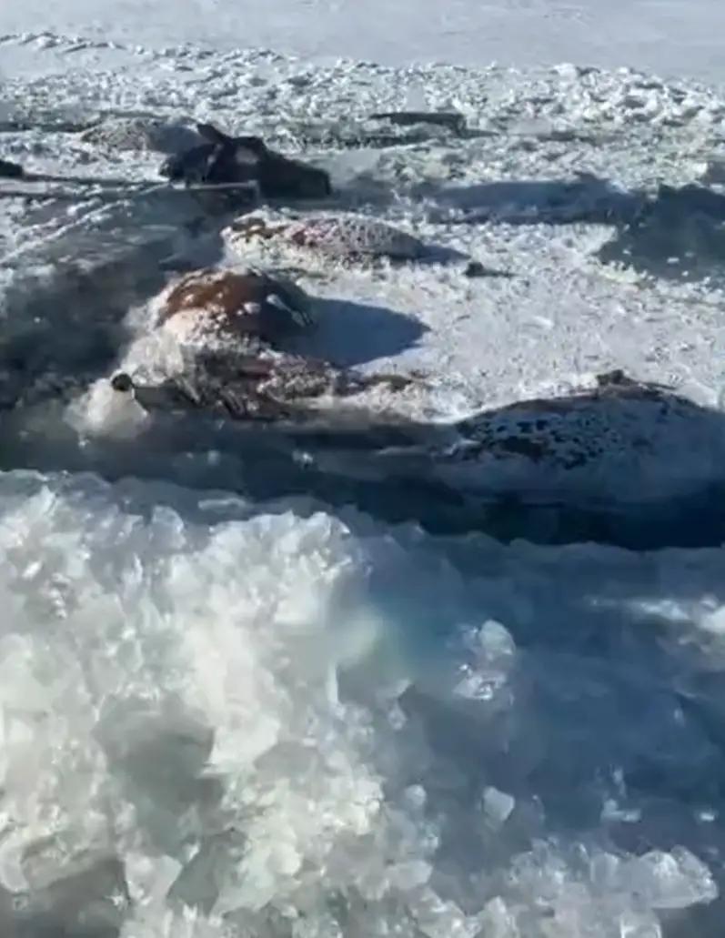 黑龙江嫩江，一位七旬老人养了不少马，前两天突然发现13匹马不见了，找了两天，才发