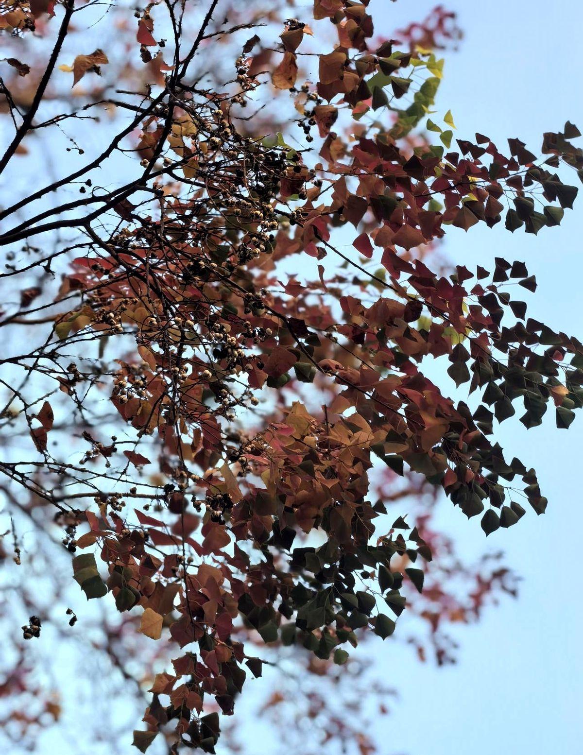 11月已过一半，我在武汉呆。上周四我去了植物园。我明年5月满60岁，60岁以