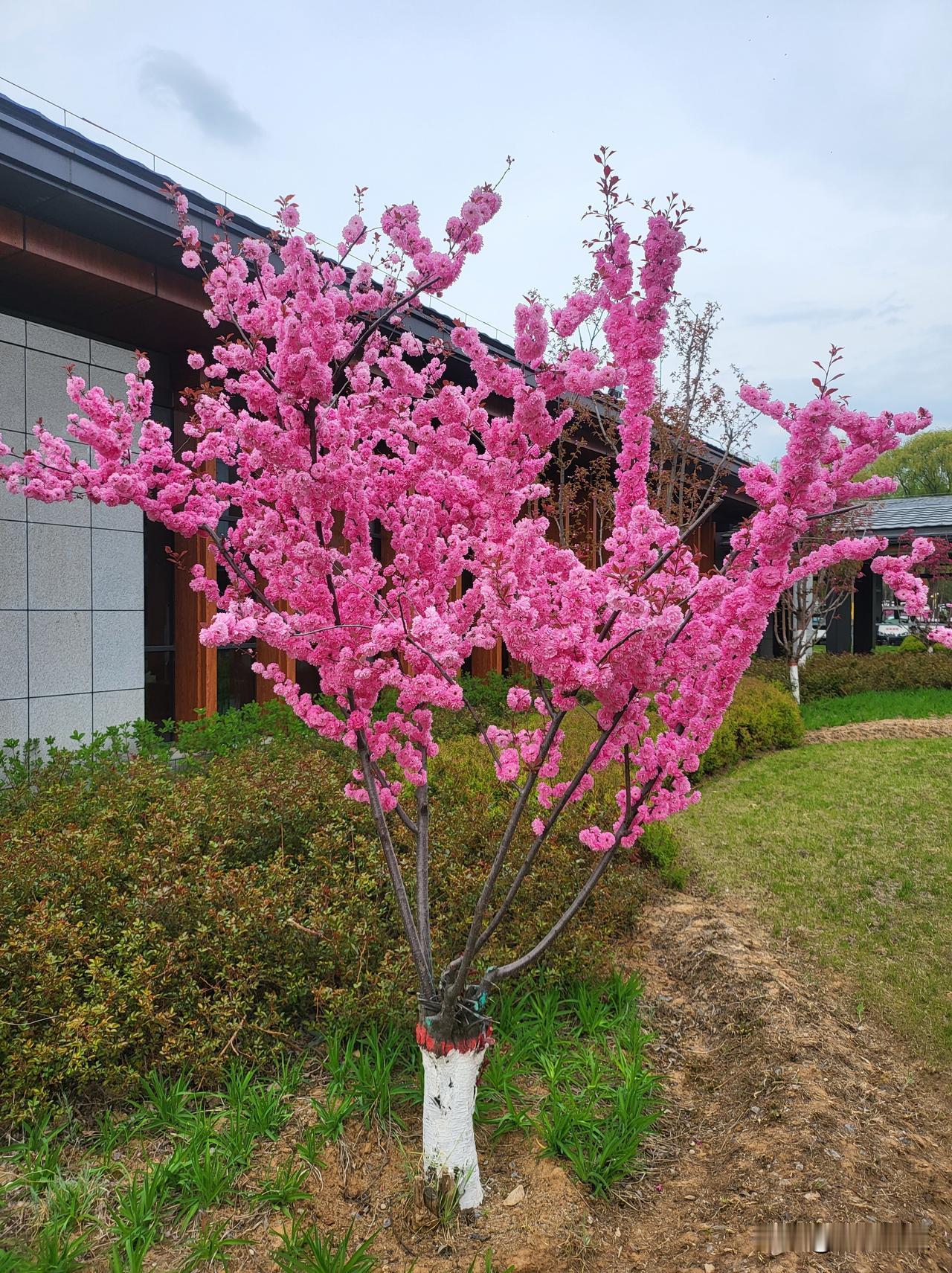 晒晒随手一拍美丽的花朵公园里盛放的鲜花，阳光洒在花瓣上，温柔又耀眼。微风拂过，轻