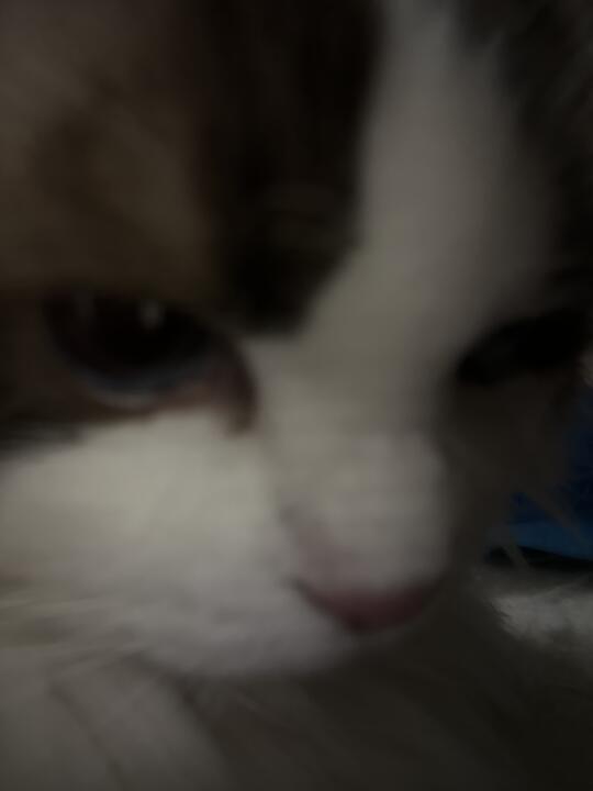 生气小猫🐈
