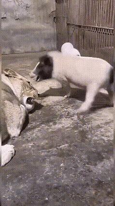 人工饲养的狮子，好像已经没有什么野性了，感觉就像一头大猫一样，面对家猪，都显得有