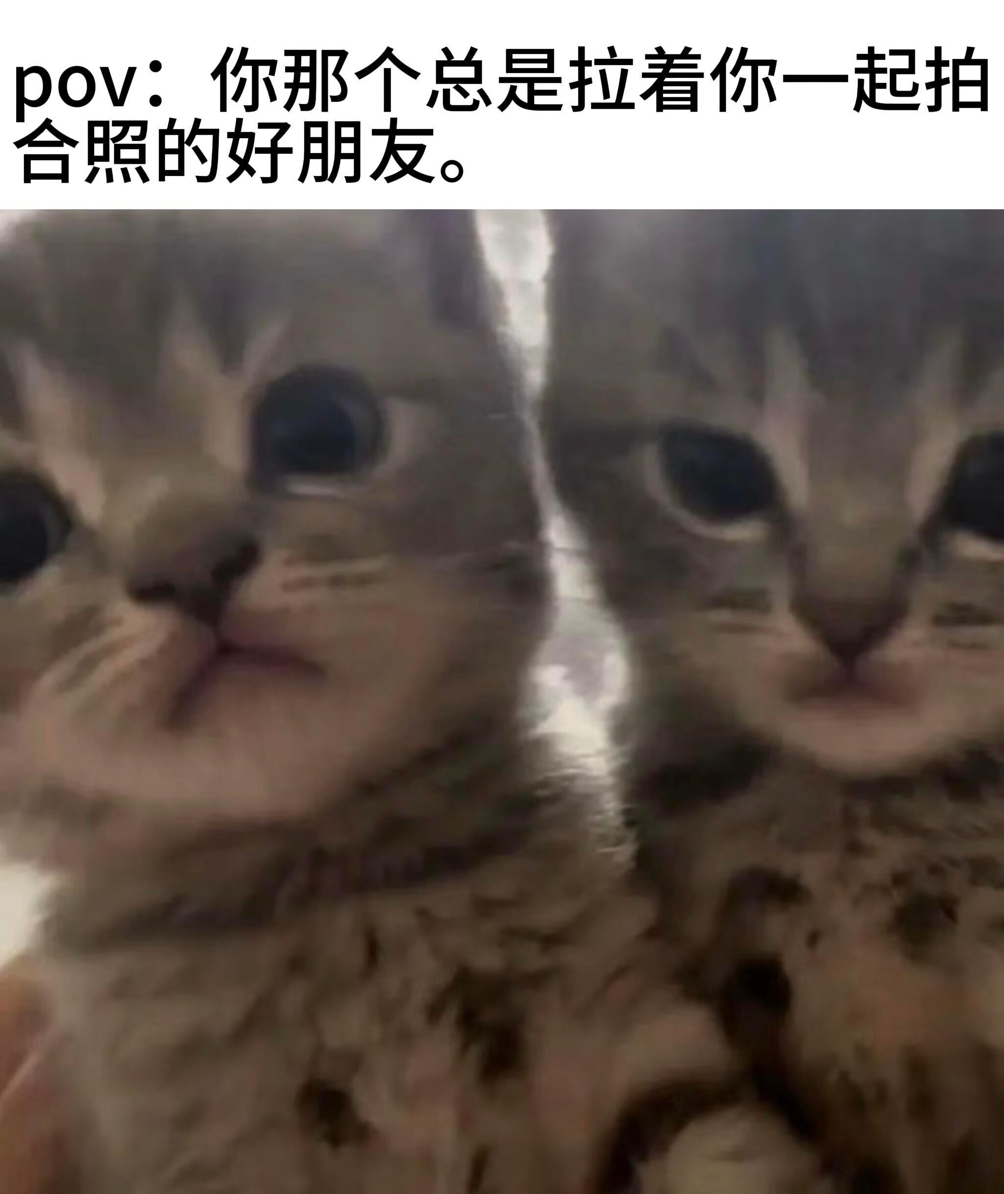 咪的好朋友们💕꙳meme