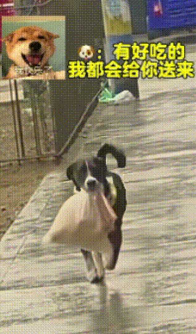 太幸福了！一女孩出嫁后狗狗隔三差五跑10多公里，给女孩送自家做的面包，狗狗：面包
