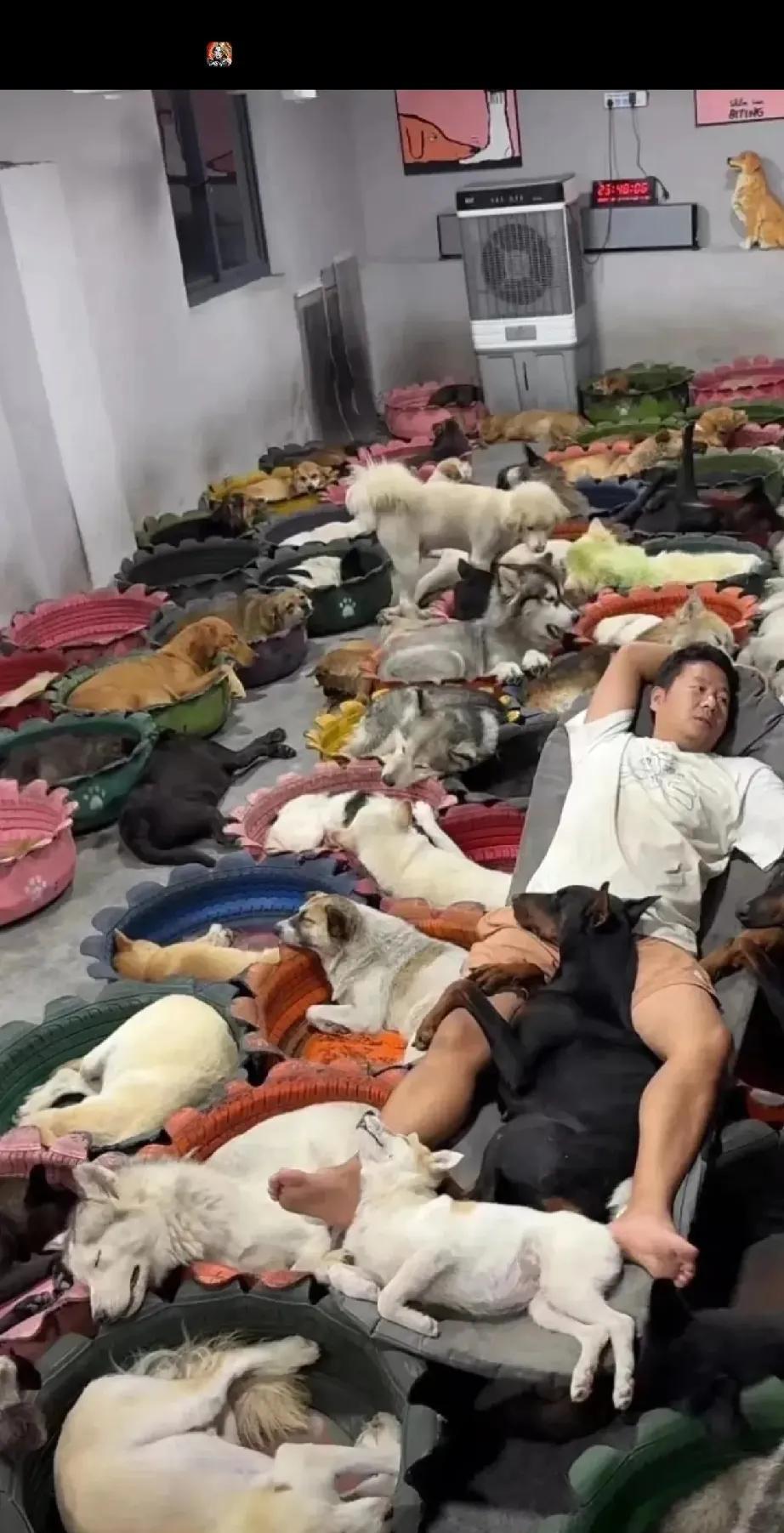 这是对狗到底有多热爱
