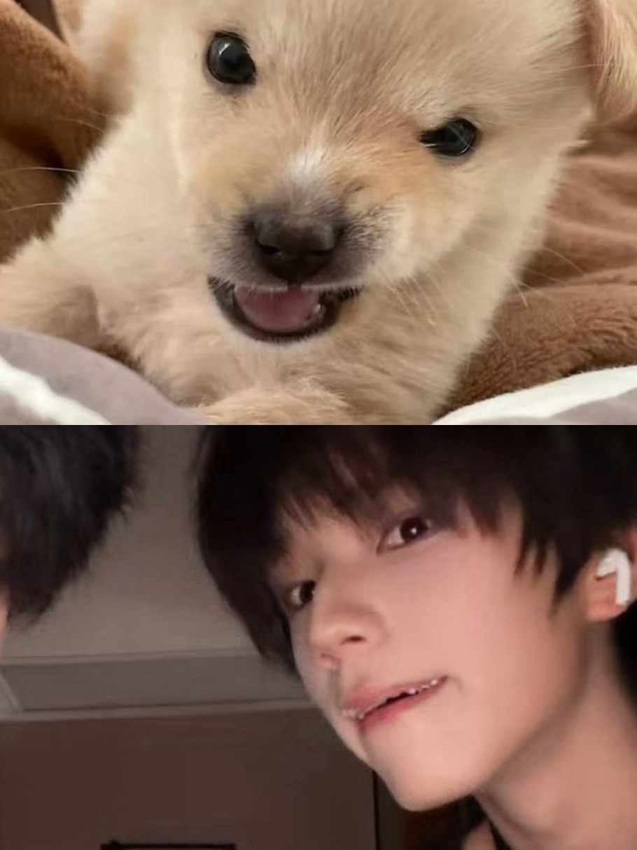 狗会呲牙之后就会咬人