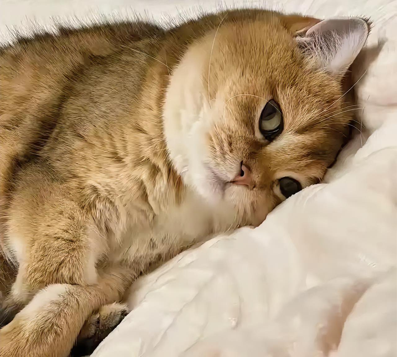 喜欢跟人睡觉的猫咪，模样还这么可爱，该怎么拒绝啊？今年上半年，朋友说她养了一只
