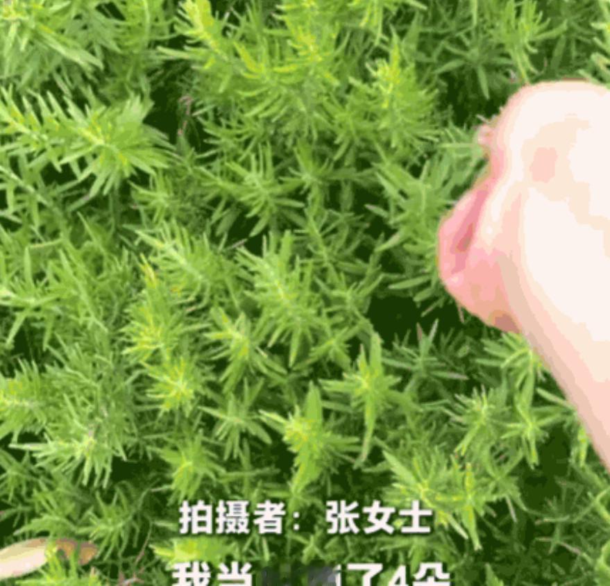 真执着！上海，一女子喜欢用迷迭香来烹饪牛肉，为了方便，她前后买过18盆迷迭香在家