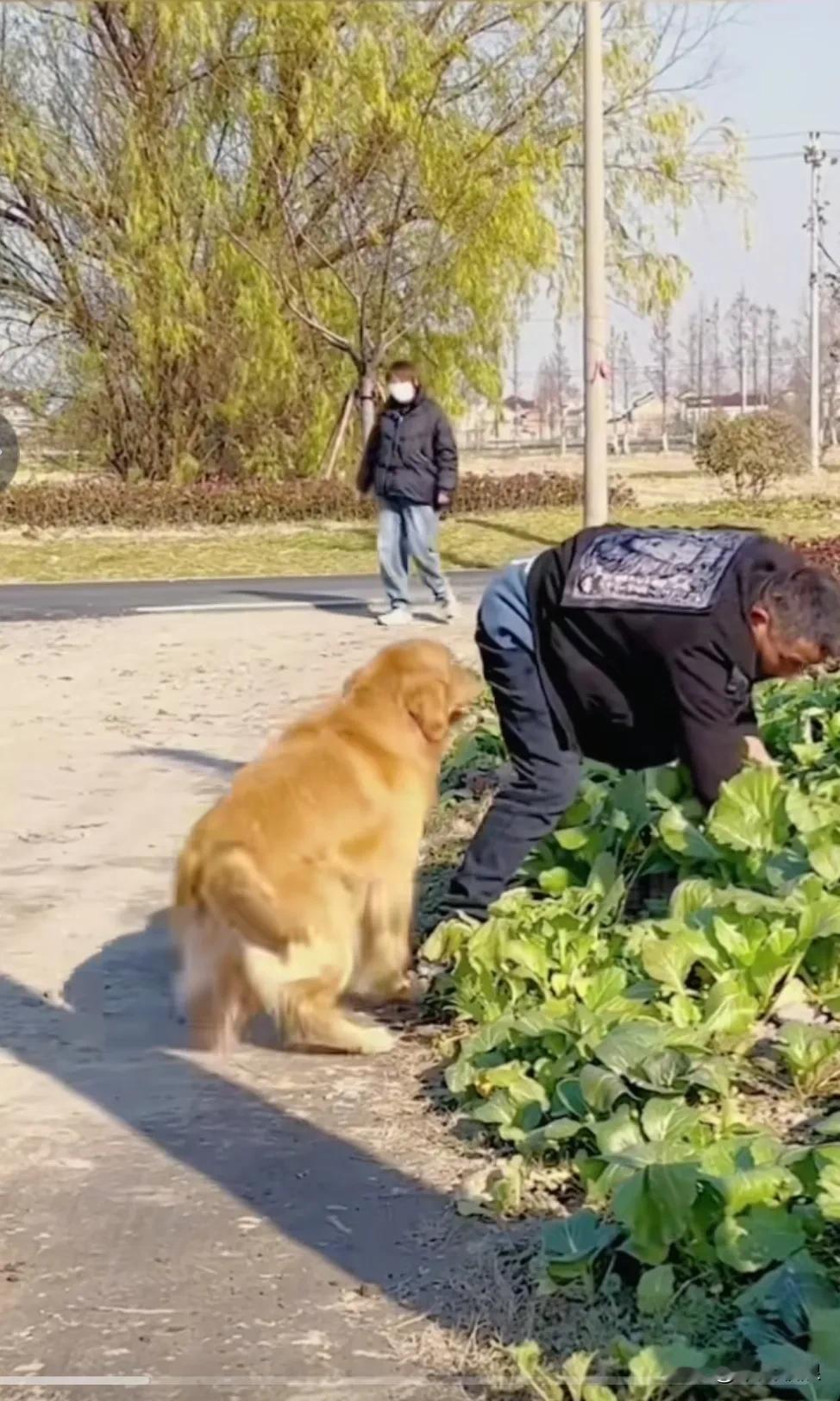 疫情期间，主人出门去拔菜，有个戴着口罩且正在咳嗽的男子路过。一旁的狗狗听到咳嗽声