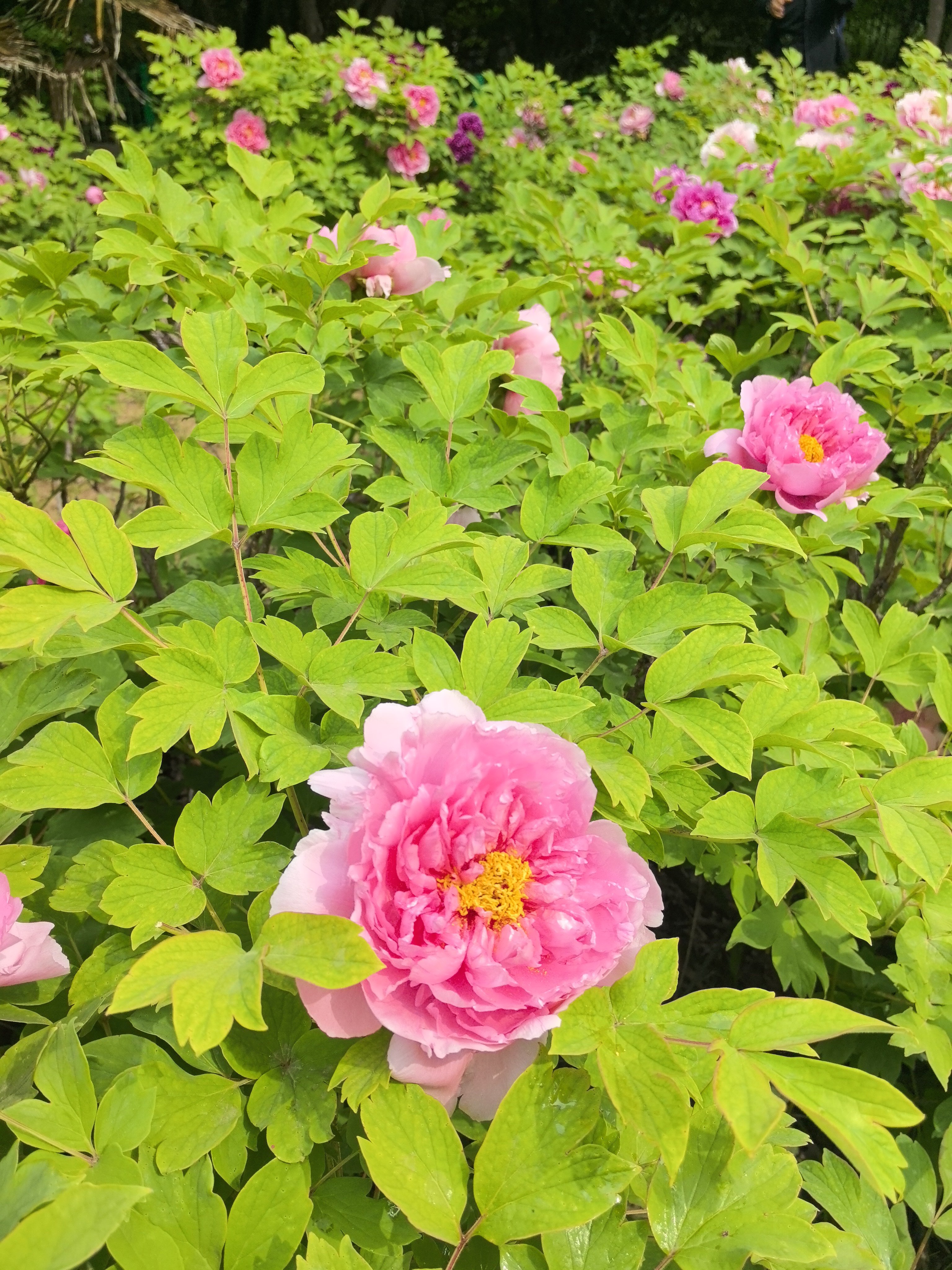 碧沙岗公园春天真的是很热闹有给棉花娃娃/BJD娃娃出外景的，有cos乙女游戏/古