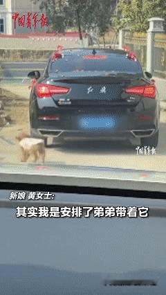 万物皆有灵！近日江西吉安，女子出嫁，安排弟弟带着小狗坐在后面车上一起去婚礼现场，