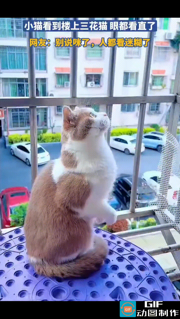 橘猫一个激灵站了起来，后腿稳稳撑地，前爪缩在胸口微微颤抖。整只猫像被点了穴一样，