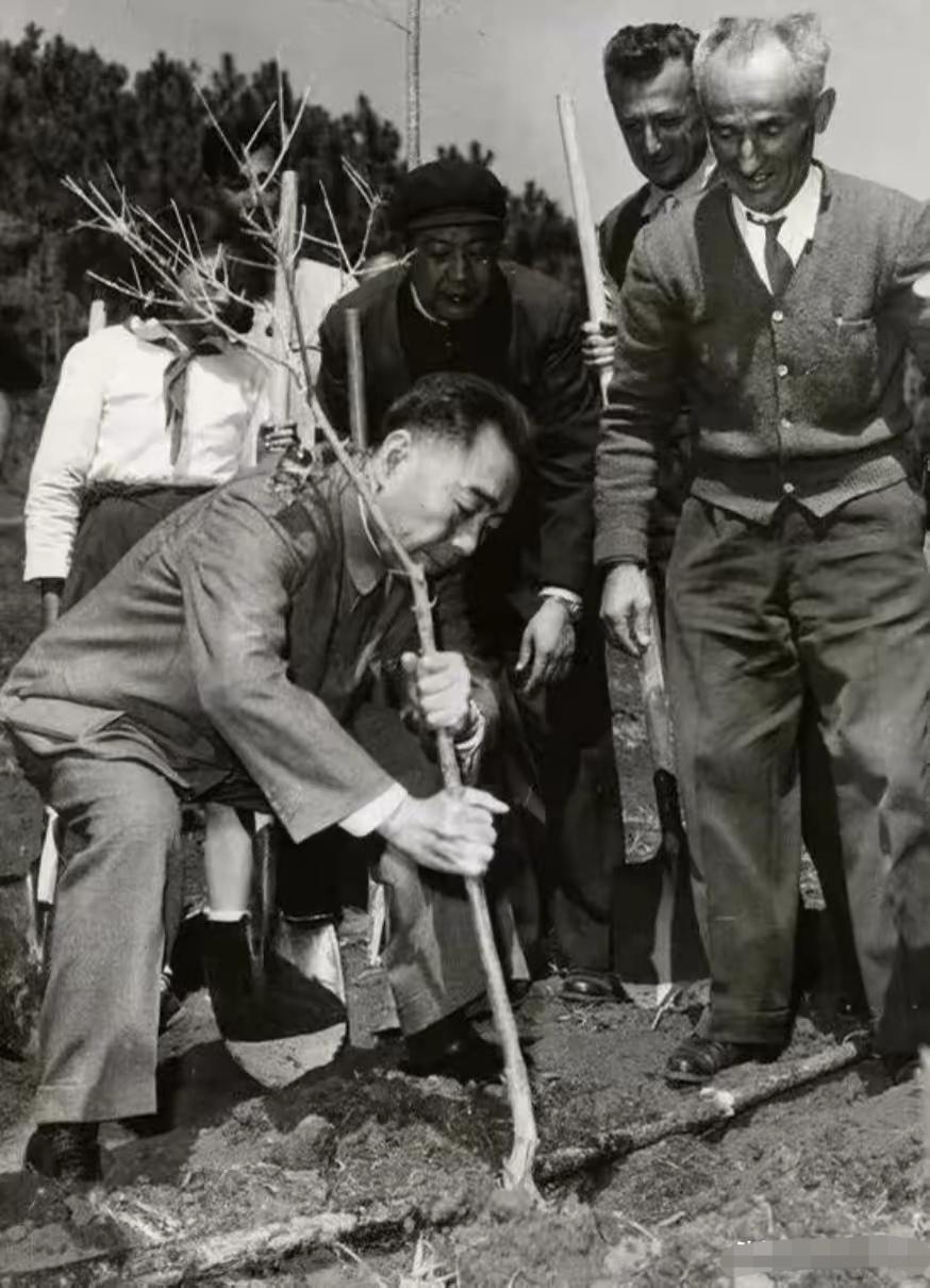 1964年3月3日，由周总理亲自栽的油橄榄树，现如这棵树已经经过了62年的风风雨