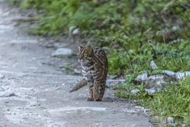 重庆女子路边偶遇“黄鼠狼”，一查身份吓懵：比大熊猫还稀有，救大命了！4月1