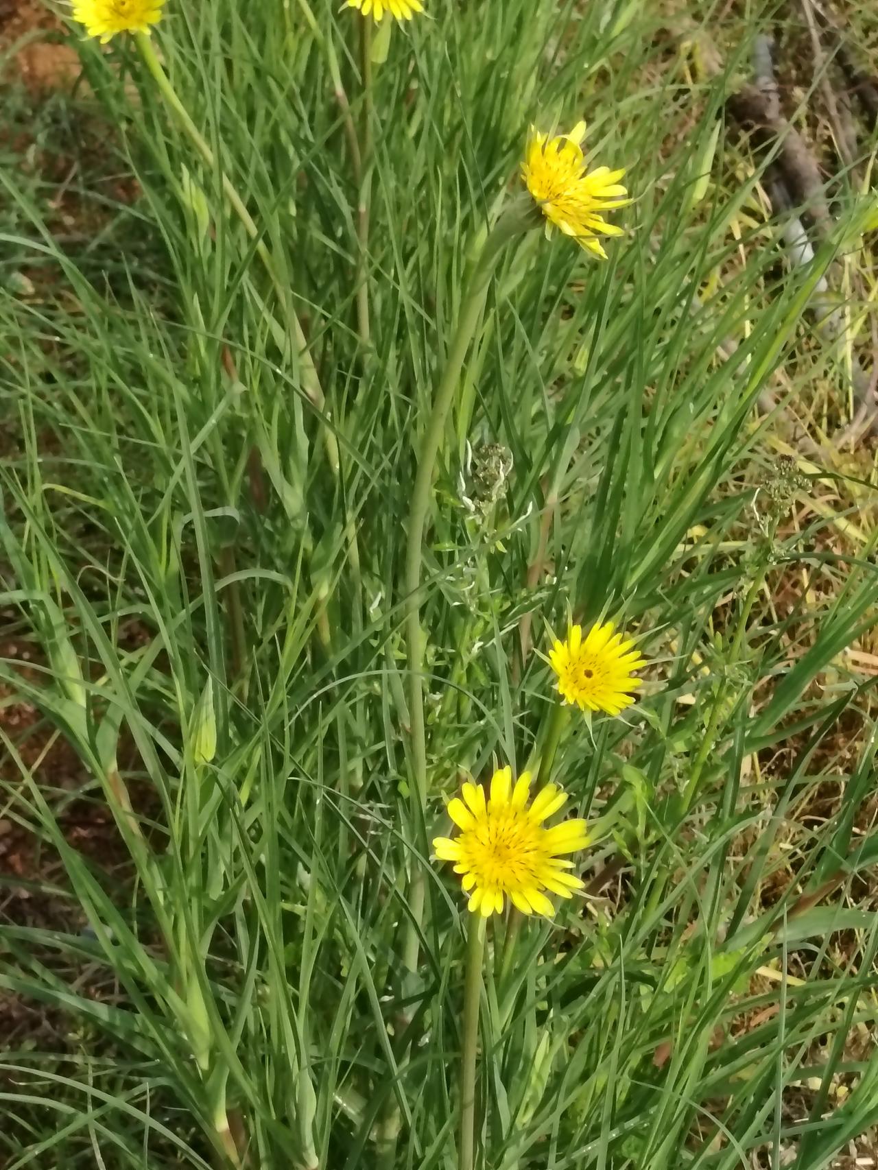 一一兔哥黄花婆罗门参，人工栽培生长良好。已进入开花期。了蜜蜂也在花上品尝。