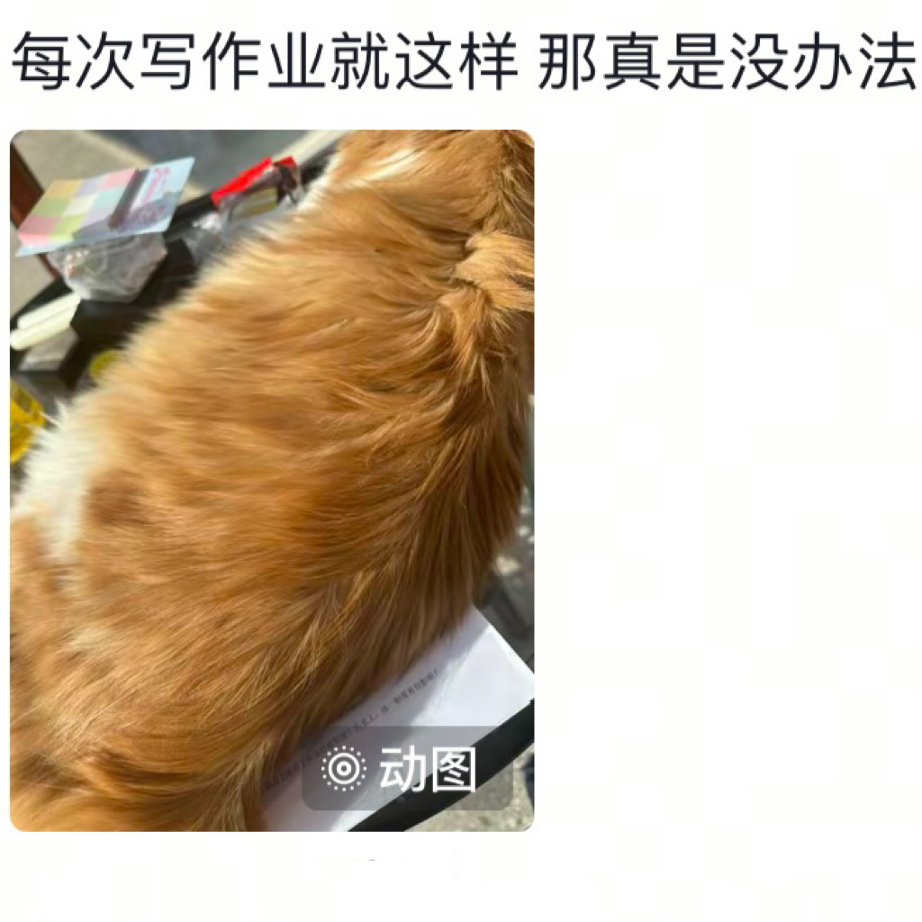 当你想干点正事时家里的猫[捂脸哭]