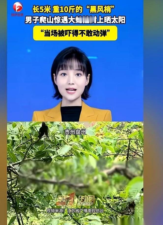贵州一哥们儿爬山散心，抬头看见树上盘着条五米长的巨蛇，魂儿差点吓飞！这可不是公