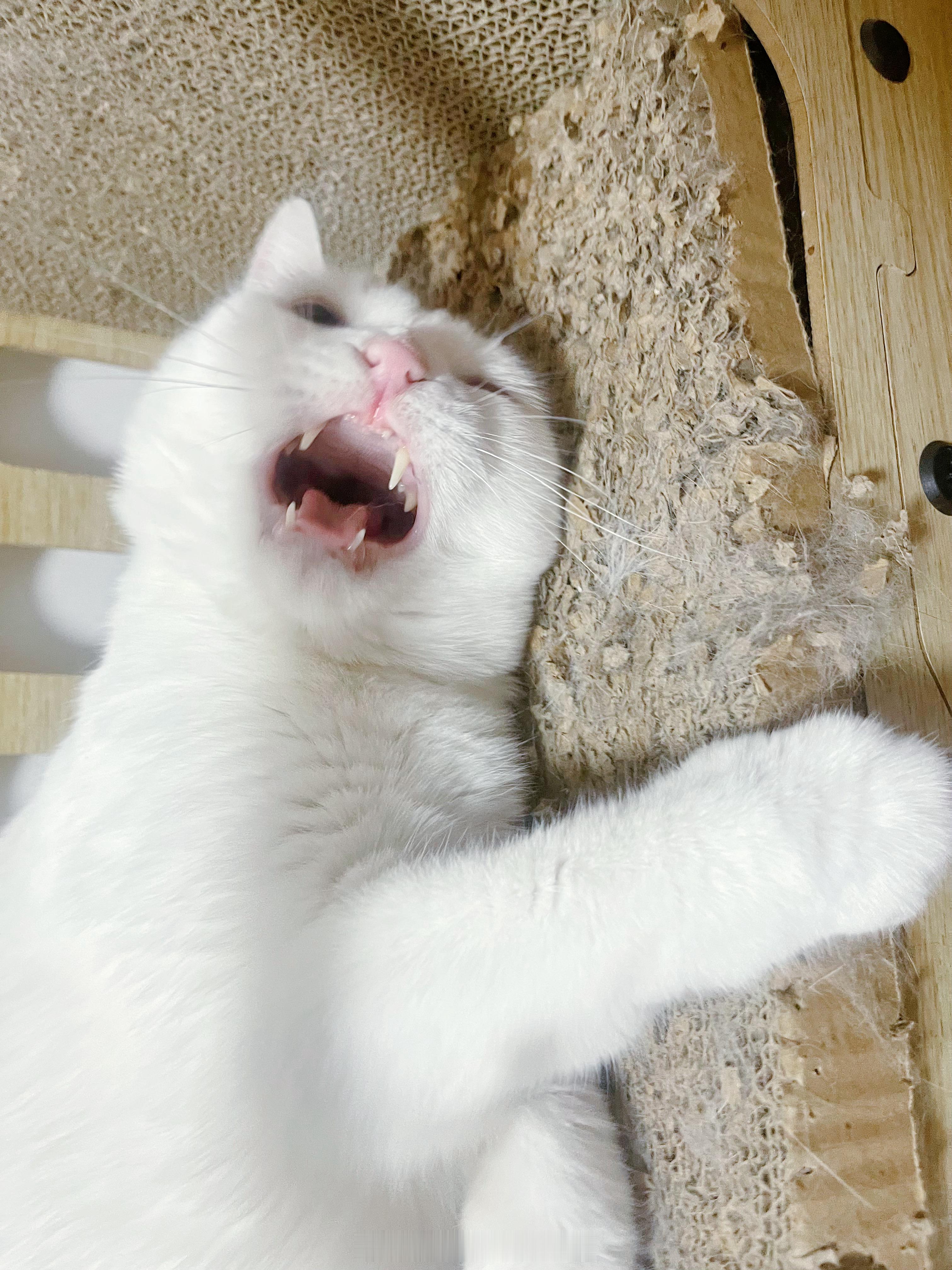 小猫咪的拍照角度也很重要