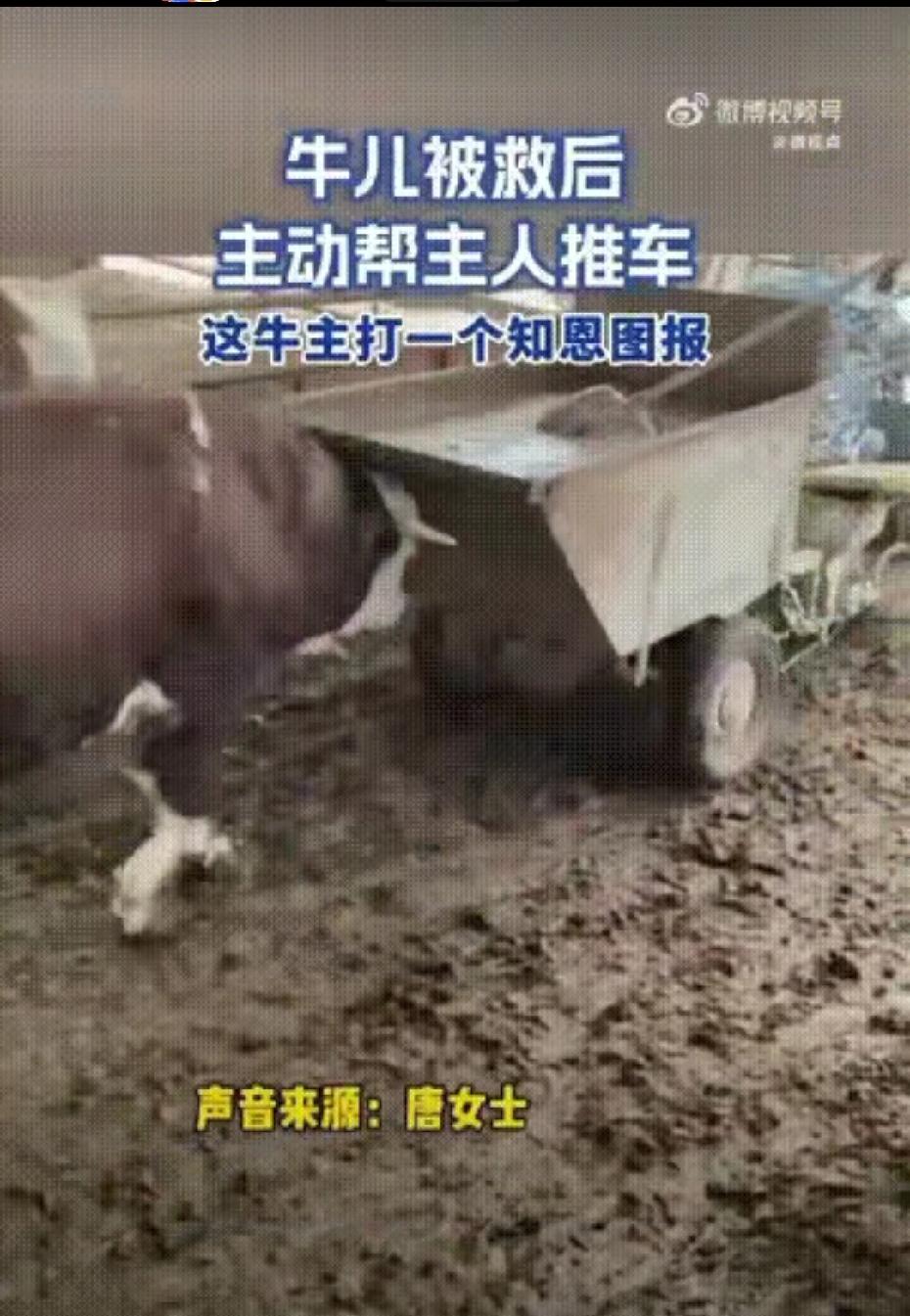 在安徽的一个养牛场里，有对夫妻养了六七百头牛，其中有一头牛格外有灵性。每次女主人