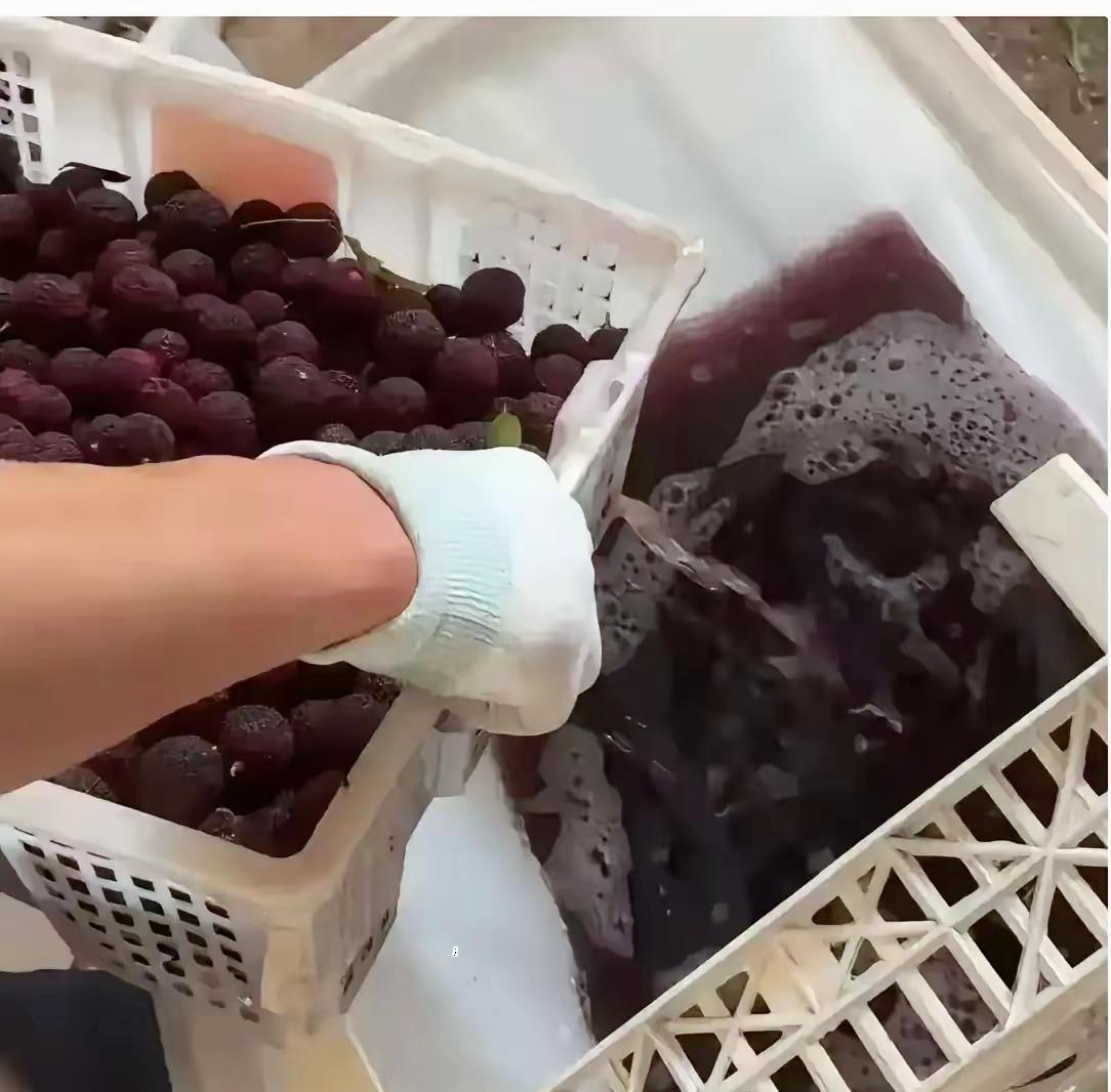 药水泡杨梅的黑心商户，说了一句特别精彩的话。他说：你要是曝光我，比我害人更可恶