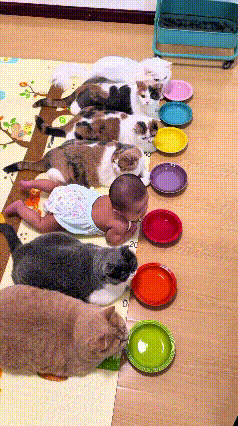 哈哈第一眼猛一看，一排整整齐齐趴那儿，一色的猫咪排着队吃饭，冷不丁瞅过去真分不清