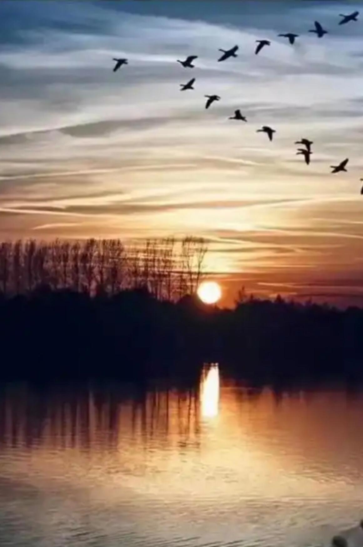 上联：秋菊绽放迎霜笑，请出下联大雁畏冷向南飞