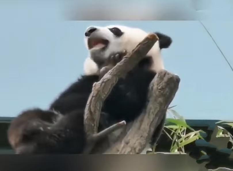 全球唯一无法回国的大熊猫欣欣，真的让人痛心。1975年，中国出于外交政策，向墨西