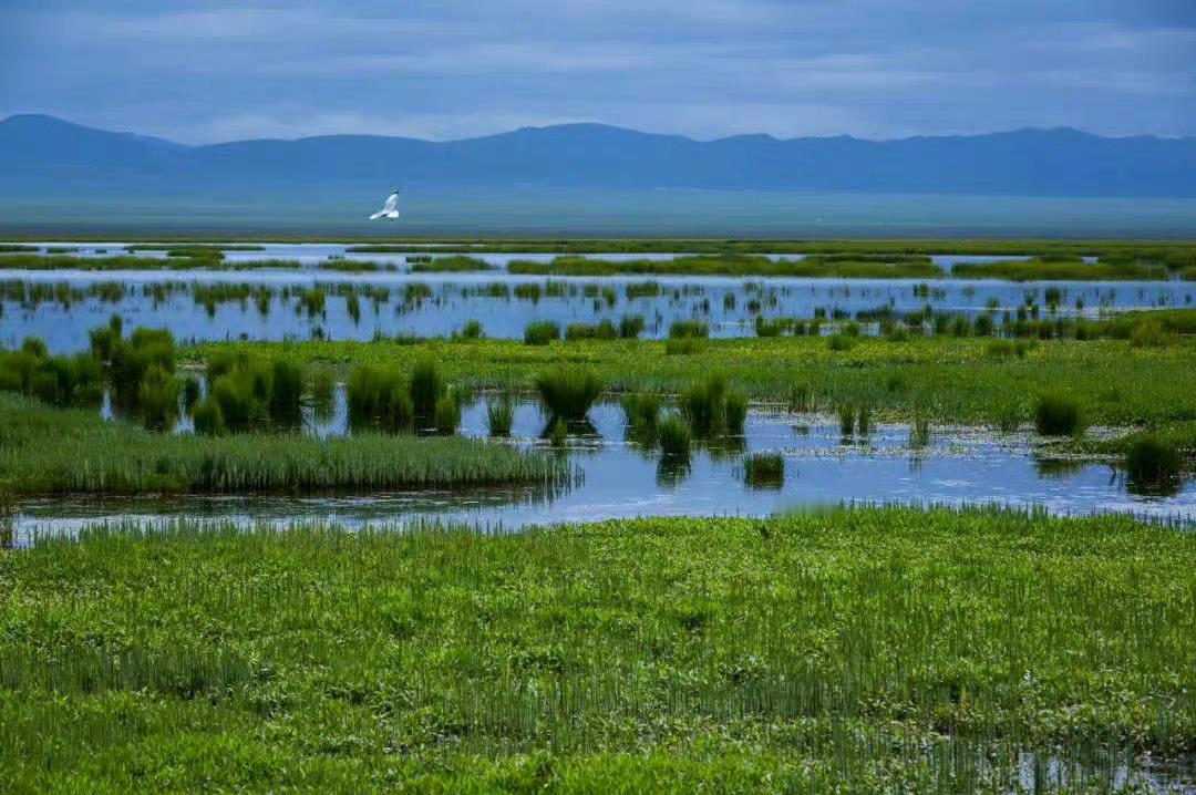 四川·若尔盖花湖｜若尔盖草原上的明珠水草丰茂，野花簇簇，水鸟翔集，