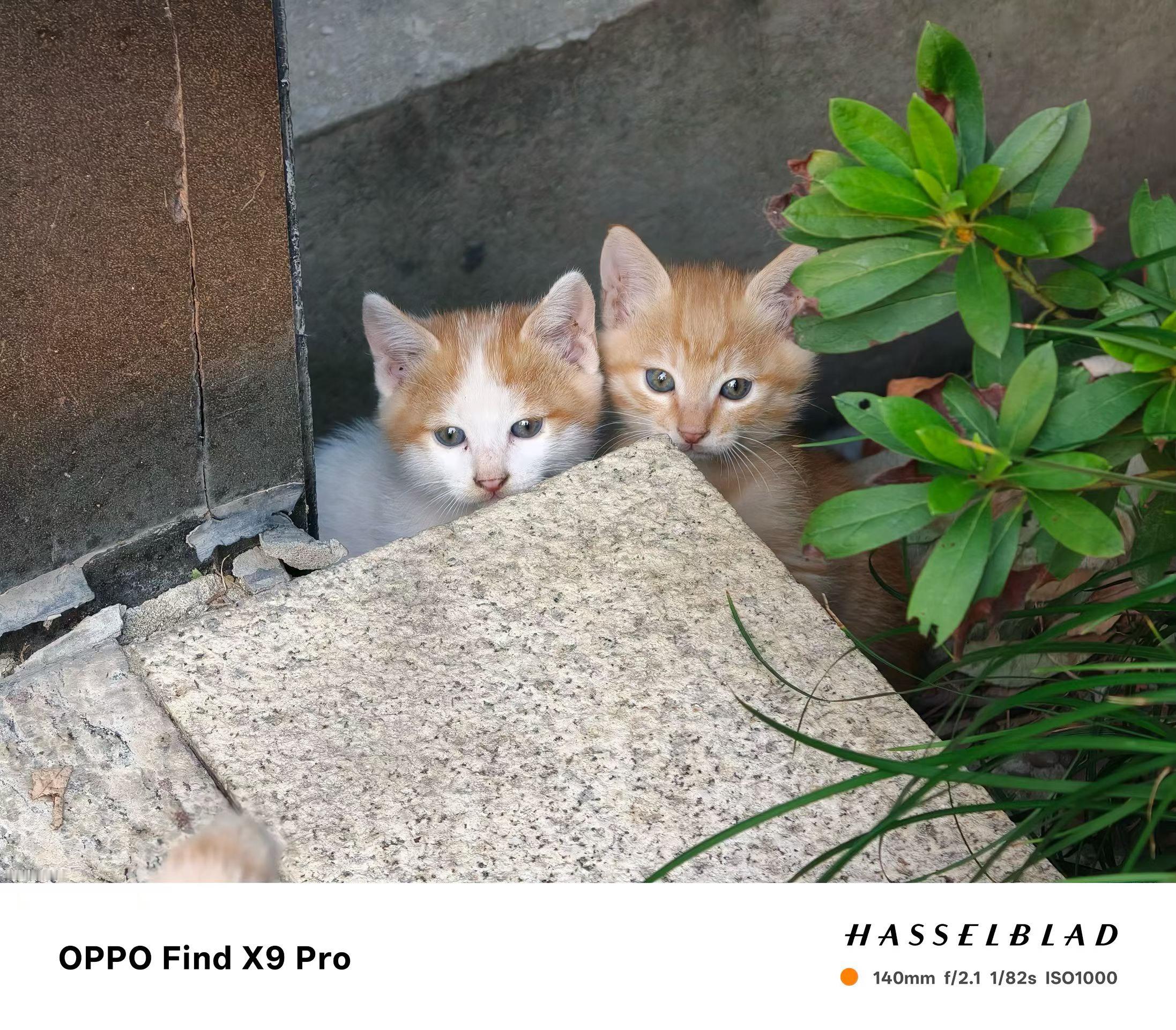 白猫在猫界是最丑的我们小区的小猫咪，这种小花猫🐱……​​​