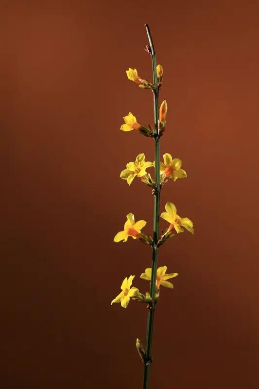 如何把昂贵的珠宝戴出低调的感觉?把昂贵珠宝戴出低调感，有不少小妙招。约旦王储