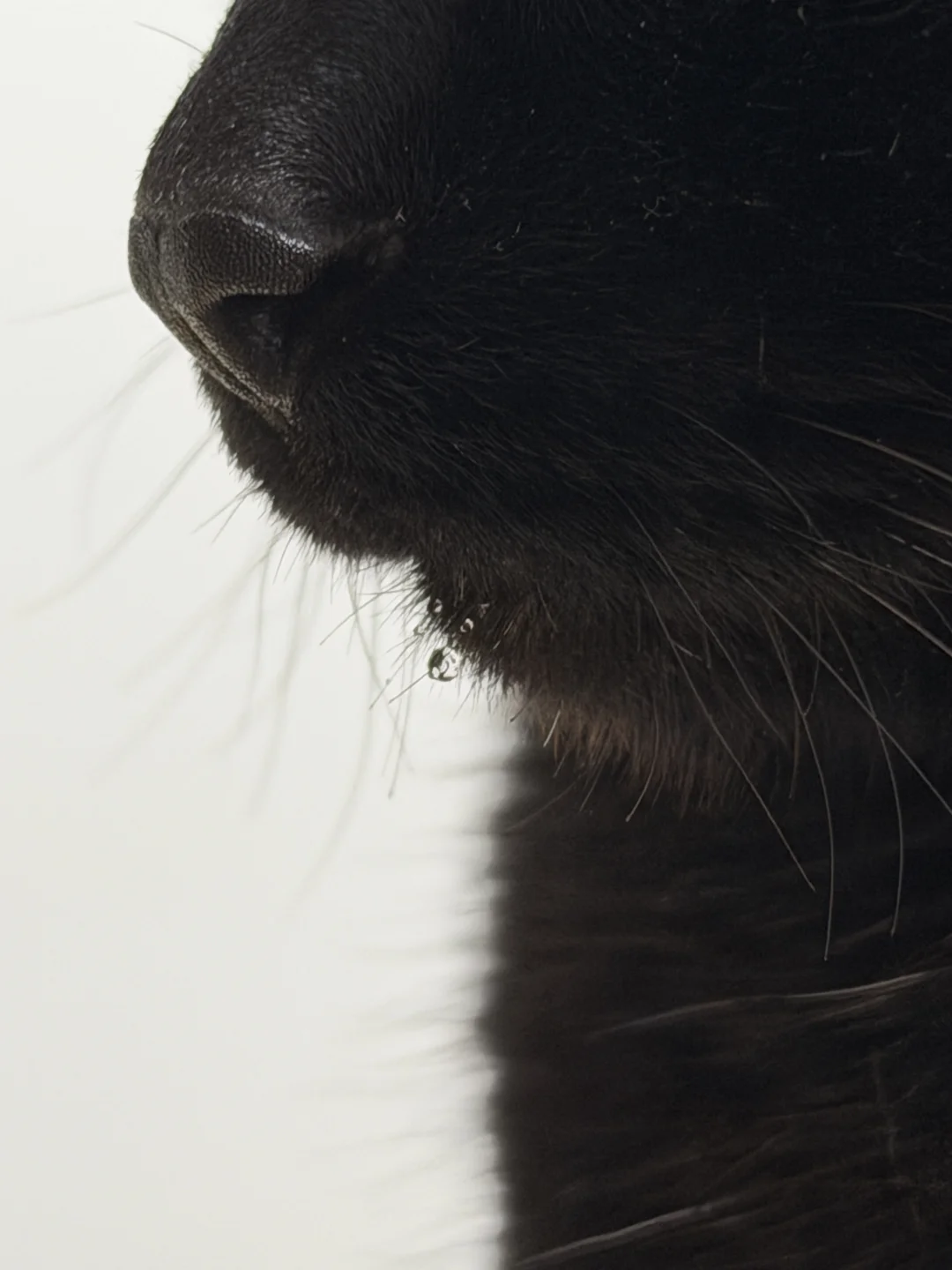 算了和你们没猫的人说不明白