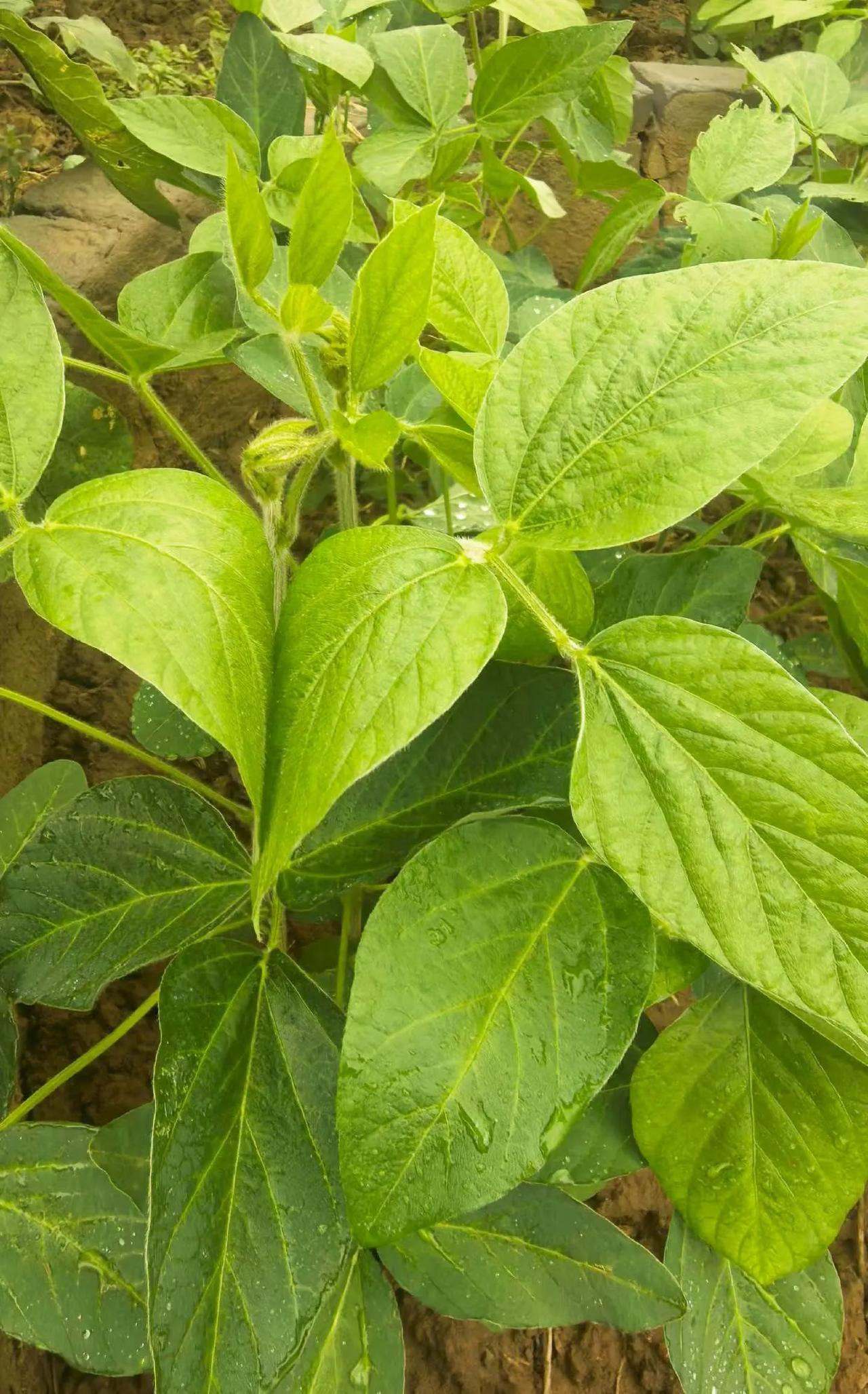 夏日生活打卡季雨后小院菜园，各类蔬果沾着晶莹水珠，烟火田园，平凡日子满是生机与温