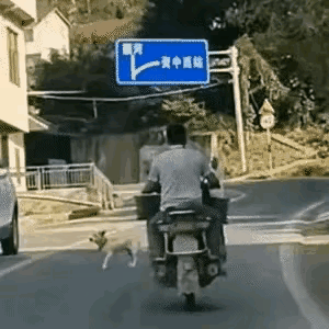原来小狗生命力真强啊！