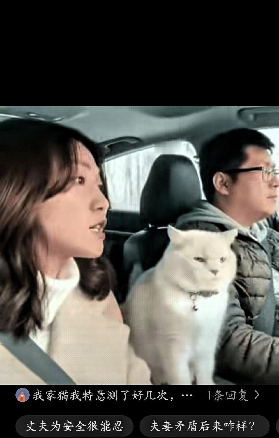 一对夫妻带着猫咪行驶在高速上，不知道发生了什么矛盾？妻子坐在一旁不停念叨，情