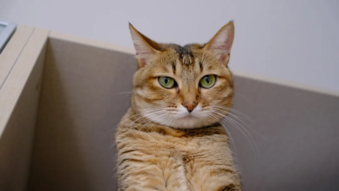 快7岁的猫猫看着还像个宝宝啊