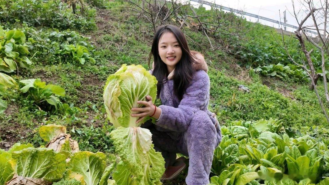 任敏在家挖白菜了🥬