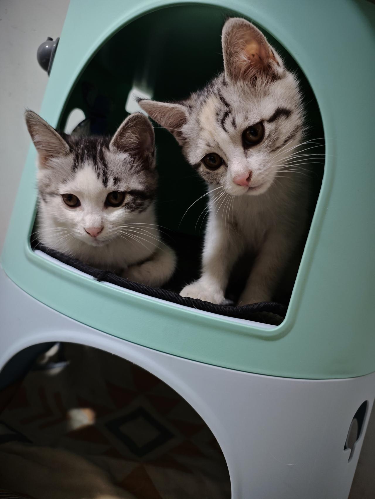 连儿子都知道选最乖的。[捂脸哭]家里有三只小奶猫，实在养不过来想送走两只，留一只