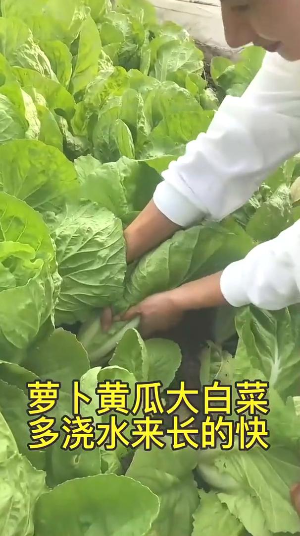 产量翻一倍，浇水要浇对。产量翻一倍，浇水要浇对。萝卜、黄瓜、大白菜，多浇水来长
