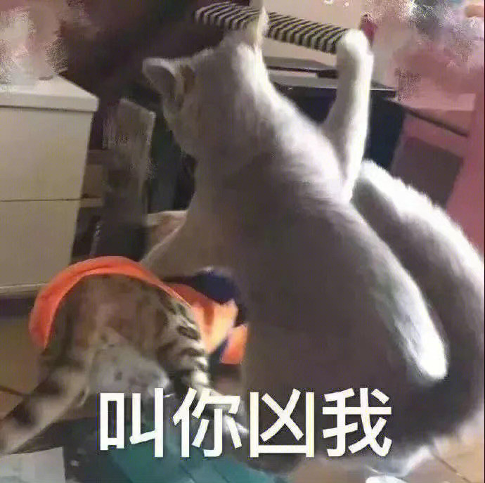 丰富一下表情包