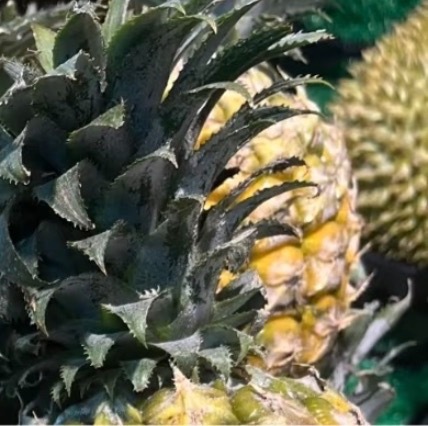 菠萝的种植方法一、准备菠萝：选一个金黄色果皮、有香味且无病虫害的菠萝。二、选取