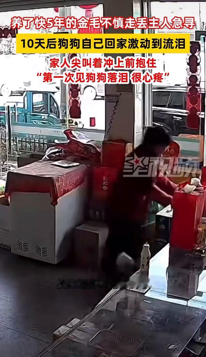 养了快5年的金毛不慎走丢，主人急寻，10天后狗狗自己回家激动到流泪，家人尖叫着冲