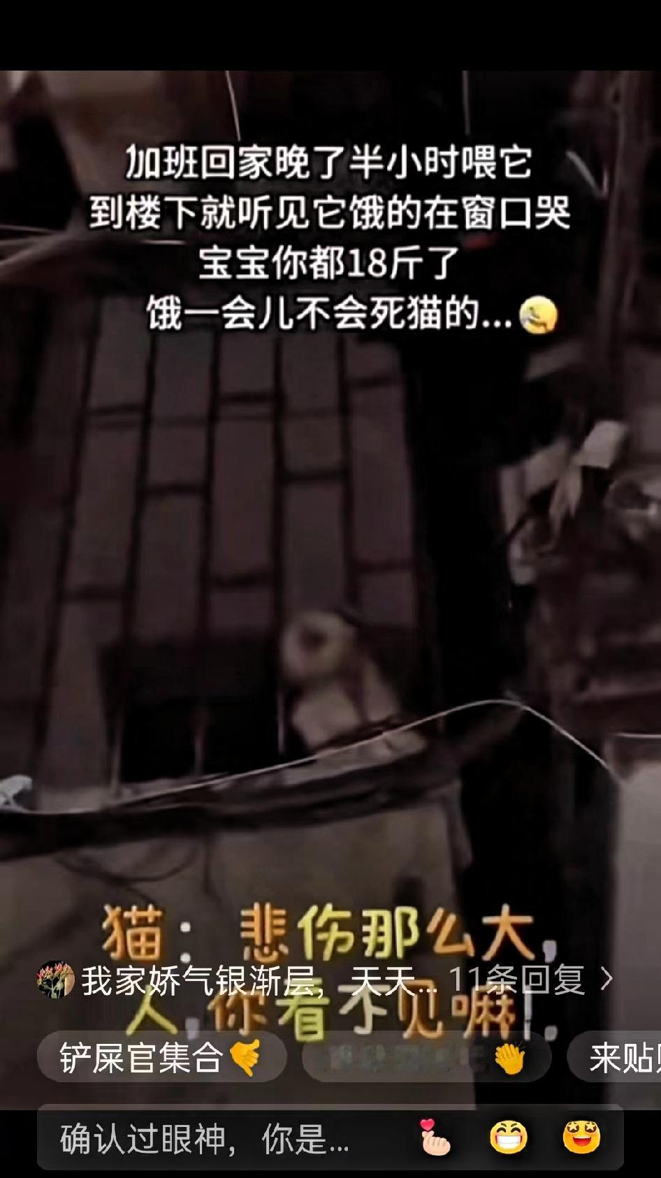 太真实！江苏18斤大猫饿到叫不停，养宠人看了都懂家人们谁没被自家猫主子“道德