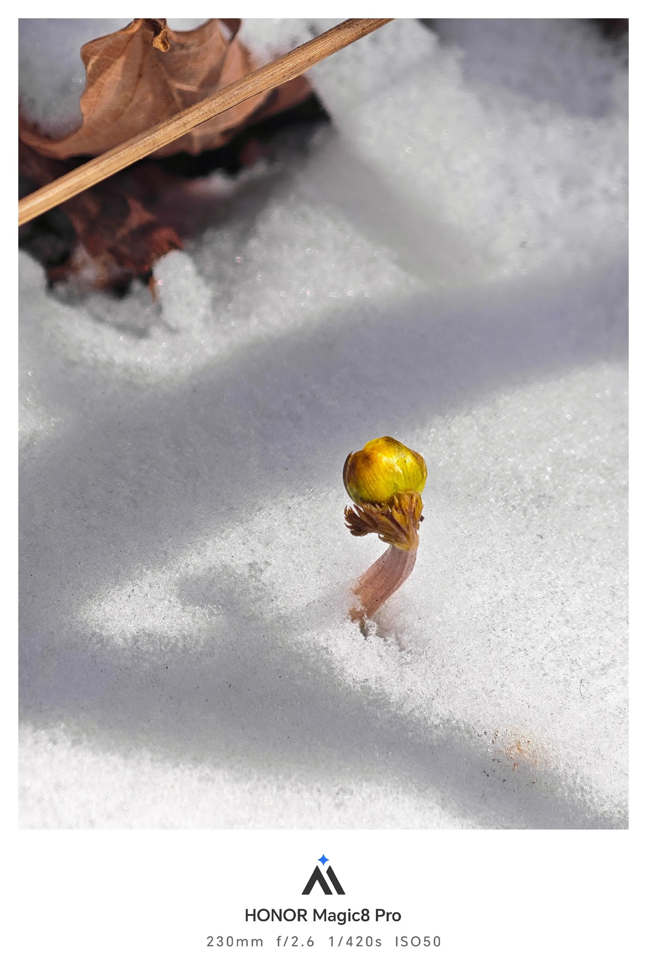 每年这个时候东北的雪地里会冒出一朵花，冰凌花  因为花期短，而且还是从...