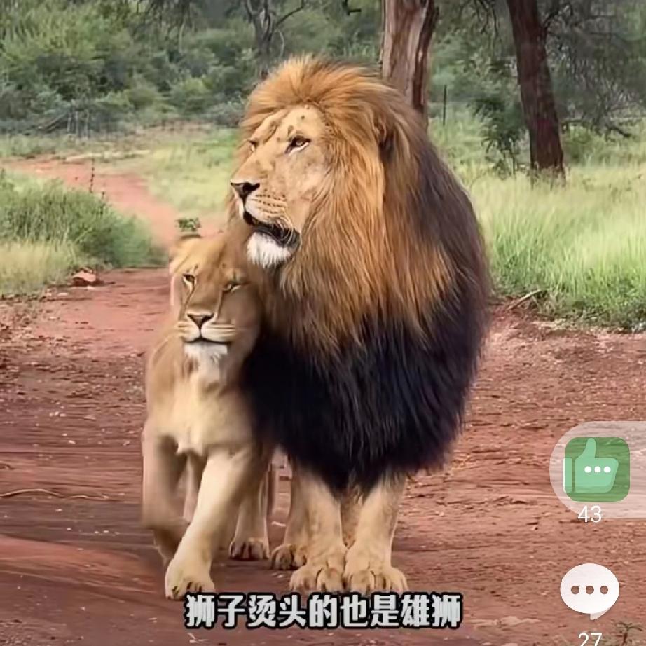 雄性为啥更爱美！动物界的“颜值内卷”漫步自然界，雄性动物的“高颜值”总让人