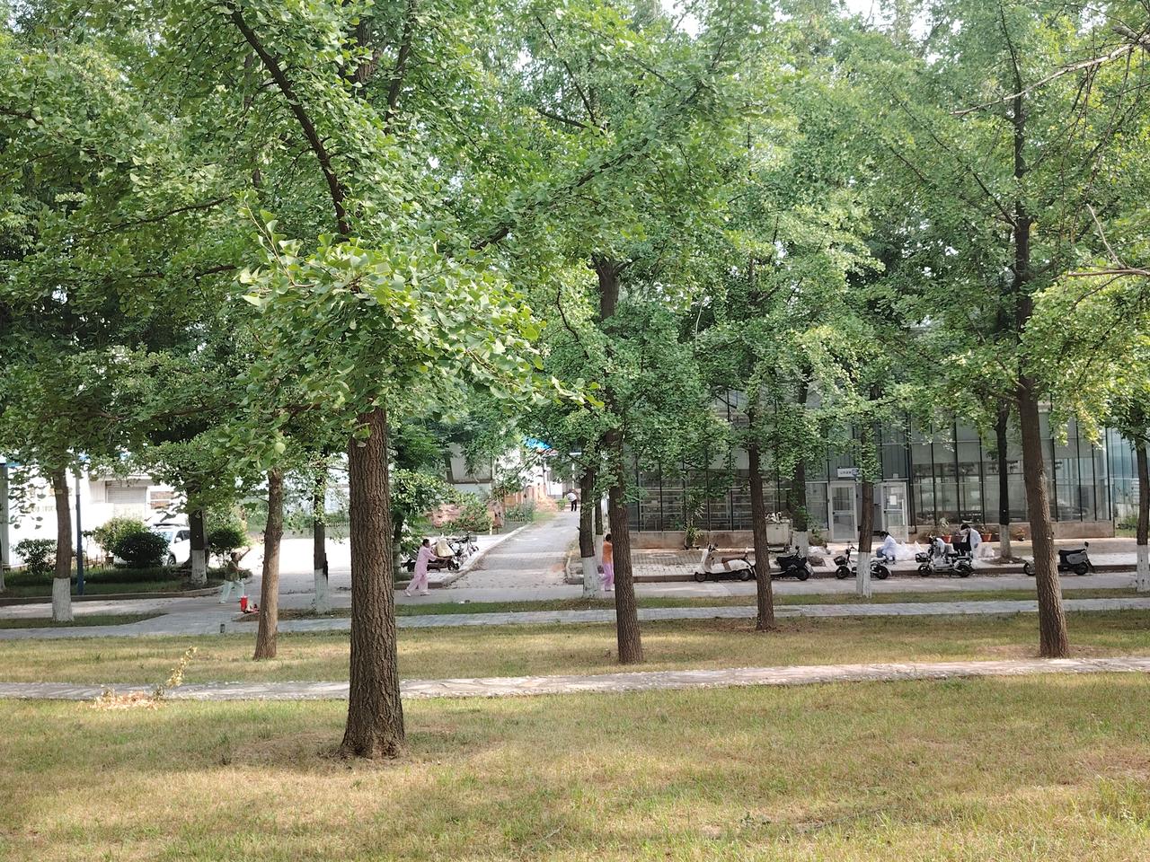 小城杨凌，西北农林科技大学南校区，银杏园旁，伏暑假期，几个硕士博士研究生的俊男靓