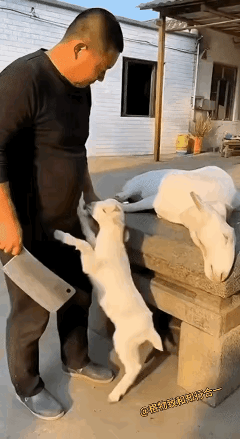 一位男子拿着菜刀，想宰羊子来吃。这个小羊儿趴在主人身上，咪咪叫，又跪地求主人放过