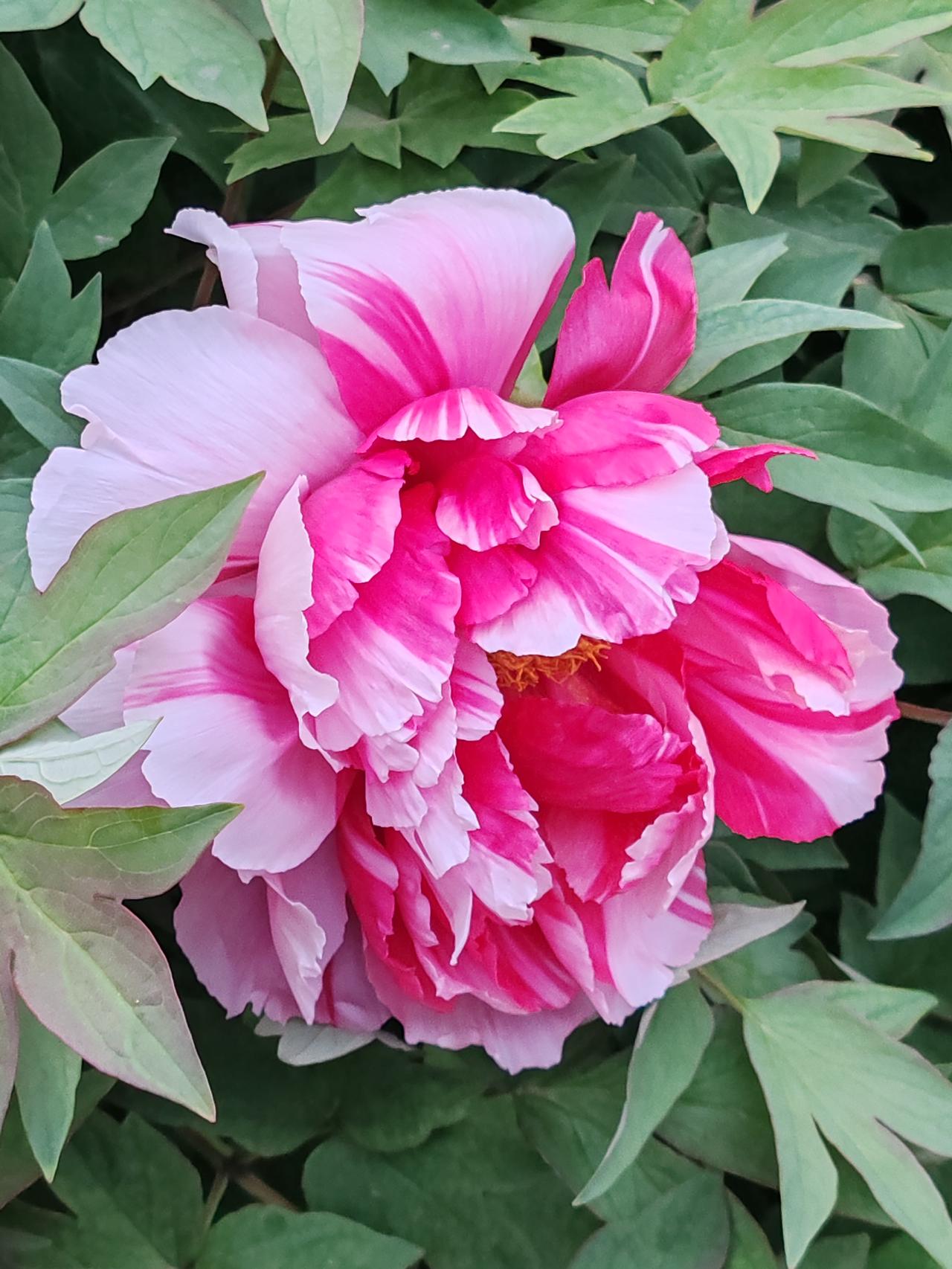 春日生活打卡季牡丹的妩媚