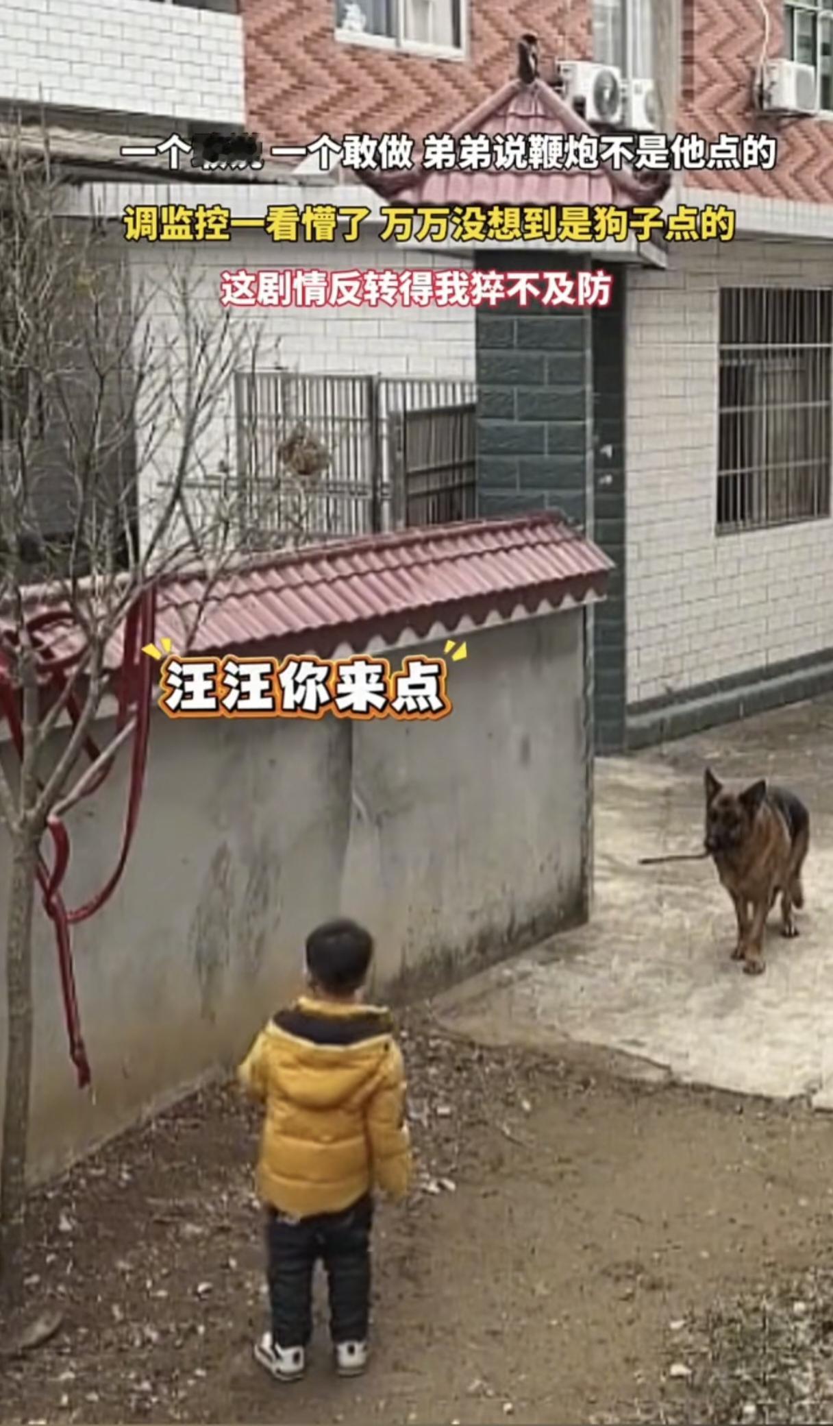 这狗竟然能听懂人话！男孩妈妈觉得放鞭炮危险，叮嘱儿子不许碰，谁知男孩灵机一动，喊