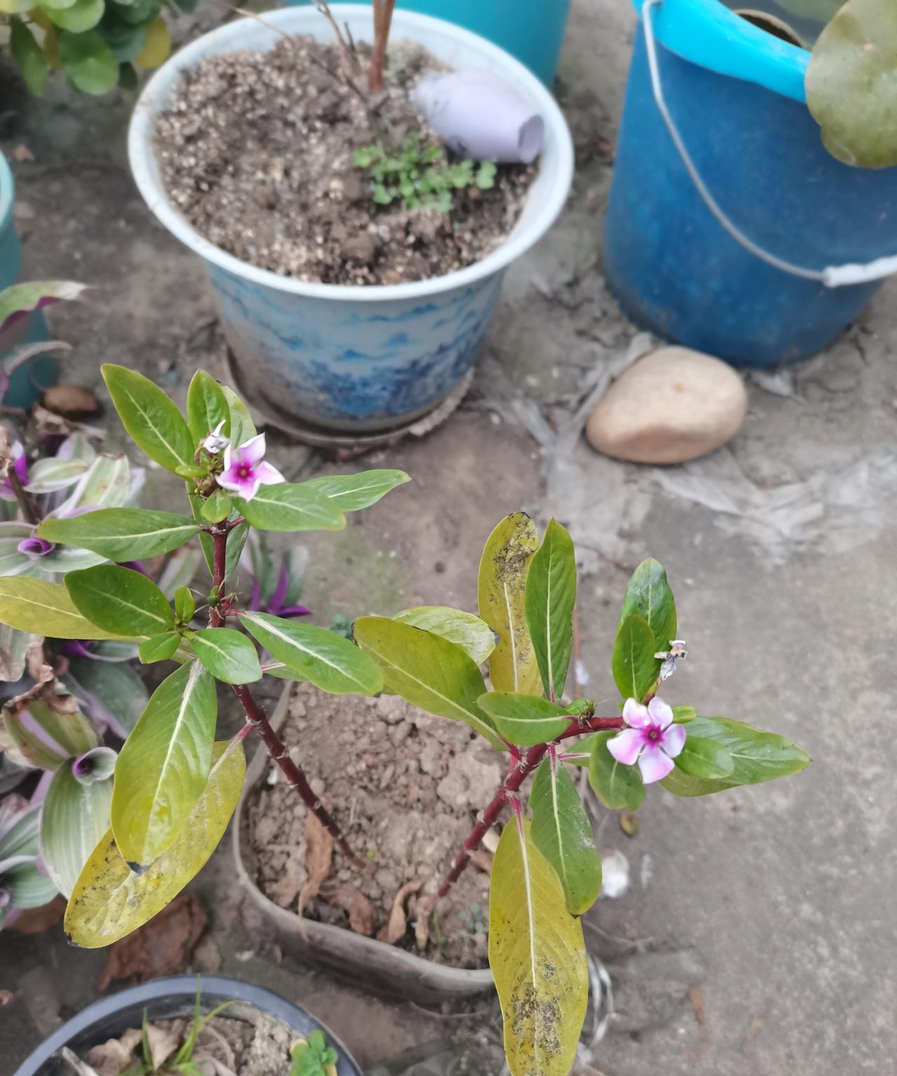 冬天里的长春花老兵不死，只会逐渐凋零。形容的就是我盆栽的长春花。冬至日长春